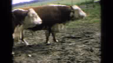 Kansas USA (1964): Dairy Cows Roaming On Their Farmland While A Crowd Passes By