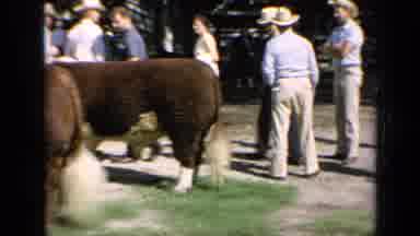 Kansas USA (1964): Animals Gathering Fair Historical Footage Documentary Auction