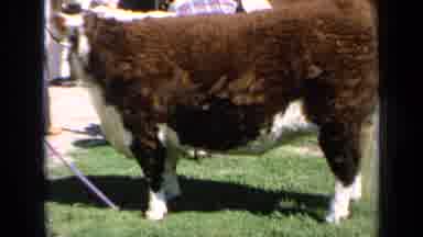 Kansas USA (1964): Cows Standing On Grass Being Watched Over By People
