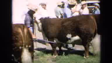 Kansas USA (1964): A Day Of Cow Herding