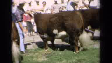 Kansas USA (1964): Cow Milking Cowboy Country Ranch Rancher West Farmer Farming