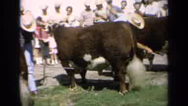 Kansas USA (1964): Bulls Being Judged At Farmers Market With Onlookers Watching