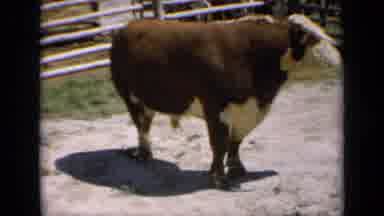 Kansas USA (1964): A Cow Stands In A Stable On A Bright Sunny Day As Other Cows