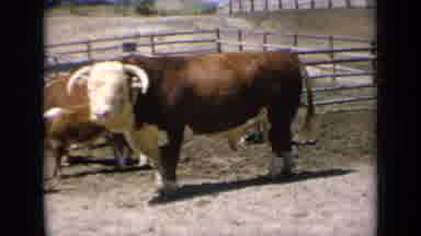 Kansas USA (1964): Happy Cow Wagging Its Tail In Its Corral With Other Cows