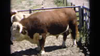 Kansas USA (1964): Full Shot Of A Large Brown And White Bull Standing In A Pen