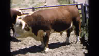 Kansas USA (1964): Adorable Rust Colored Bull With Wooly Fur On White Face And