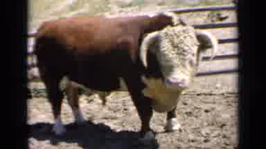 Kansas USA (1964): Group Of Cows In Corral Well Cared For And Fed For The