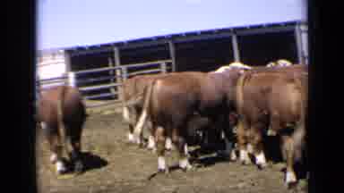 Kansas USA (1964): Brown Cows Grouped Together On A Cattle Ranch On A Summer Day