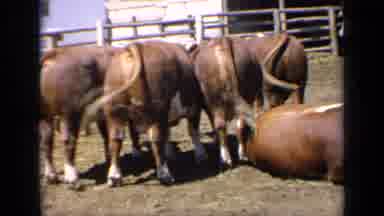 Kansas USA (1964): Auburn Colored Bovines With White Faces In Corral Standing And
