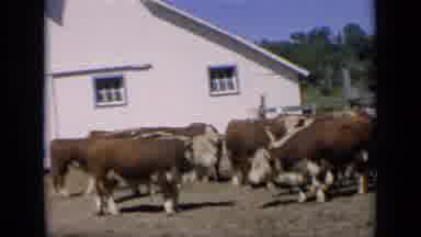 Kansas USA (1964): Cows Standing Outside Eating Grass