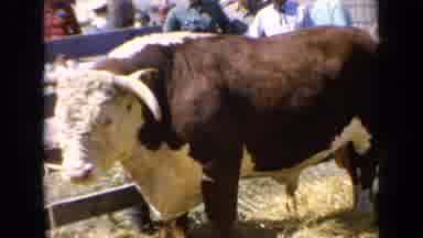 Kansas USA (1964): Brief Antique Footage Of Brown And White Cow In Public Area