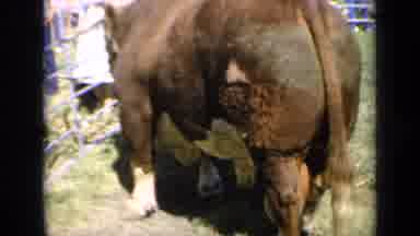 Kansas USA (1964): Cow Standing On Grass Eating While People Watch Around It
