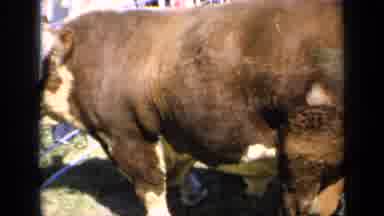 Kansas USA (1964): Old Footage Of A Cow That Is Very Large In Size