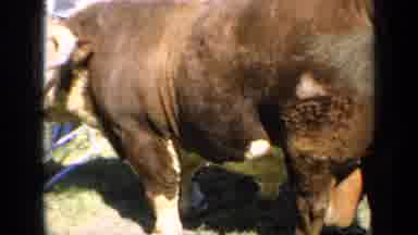 Kansas USA (1964): Cows Standing Outside Eating Grass While People Watch