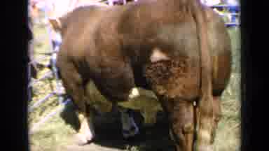 Kansas USA (1964): The Brown Cows Stand In A Fenced-In Enclosure As Adults And