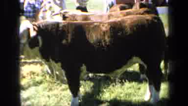 Kansas USA (1964): Cows Eating Grass From A Field While People Around Them Watch