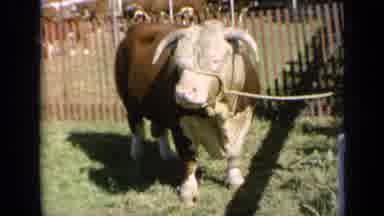 Kansas USA (1964): Cow On A Lead Standing Outside On Grass
