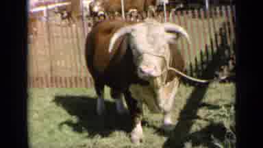 Kansas USA (1964): A Animal Which Looks Like A Bull Is Looking Straight At The