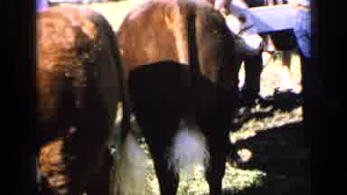 Kansas USA (1964): Cute Cows Beg For Attention From People