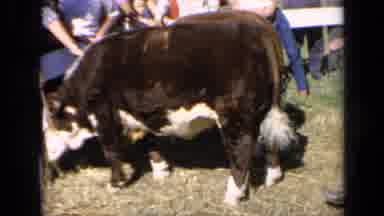 Kansas USA (1964): Cattle Was Fed And Examined By An Examiner While Others Where