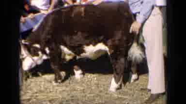 Kansas USA (1964): Cow Eating Grass While People Watch And Pet It