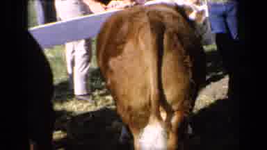 Kansas USA (1964): Calf In A Paddock In The Sun With Many People Around It