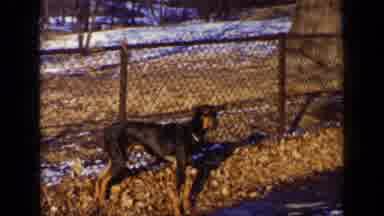 New York (1948): Doberman Dog Standing In Front Of A Chain Link Fence And Barking