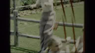 New York (1948): Kids Playing On The Swing Set From A Small Playground
