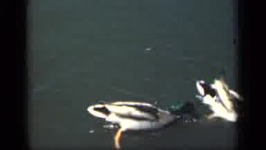 New York (1949): Mother Duck Swimming In A Pond With Her Baby Ducklings Following