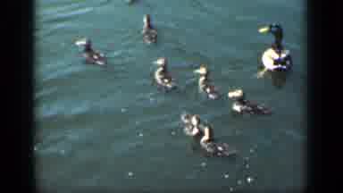 New York (1949): Duck And Ducklings Swimming In Water On A Bright Sunny Day