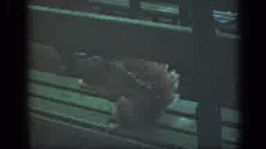 New York (1949): Brown Squirrel Eating On Green Wooden Park Bench On A Clear