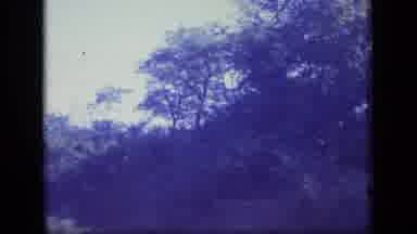 New Jersey (1970): Vintage Panorama Of Forest Tree Tops On A Clear Day