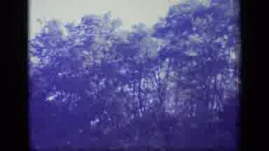 New Jersey (1970): Purple Footage Of A Peaceful Day In A Forest Near You