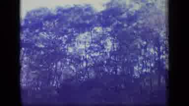 New Jersey (1970): Tall Wild Forest With No Animals In The Past