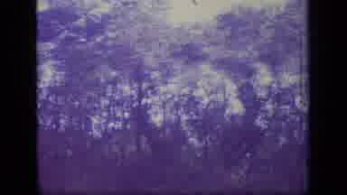New Jersey (1970): A Moving View Of The Top Of Trees Or Forest