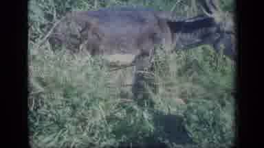 Puerto Rico (1970): Goat Grazing On Grass Outside Nature Scene Animal Relaxing In
