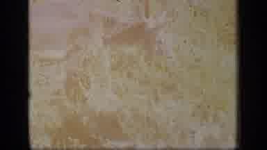 Puerto Rico (1970): An Animal Grazes Happily In Some Tall Yellow Grass Wheat And