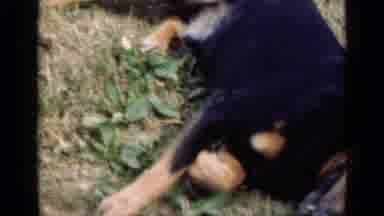Illinois USA (1947): Dog Playing In A Field Also Laying Around