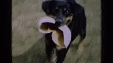 Illinois USA (1947): Dog Holding Something In It Mouth Running Towards Person