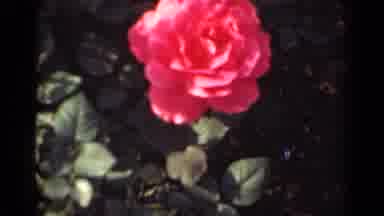 New York (1947): Close Up Views Of A Pretty Red Rose In Full Bloom And A Yellow