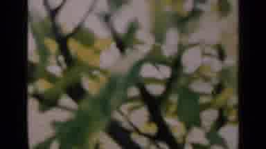 Indiana USA (1948): Close Up Views Of A Pretty Red Rose In Full Bloom And A Yellow