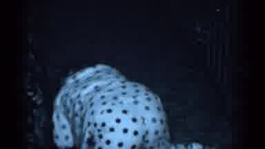 New York (1950): Young Girls In Polka Dot Pajamas Playing And Wrestling On The