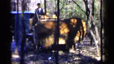 Birmingham Alabama (1957): Excavators Are Digging Up Land In A Heavily Wooded Area