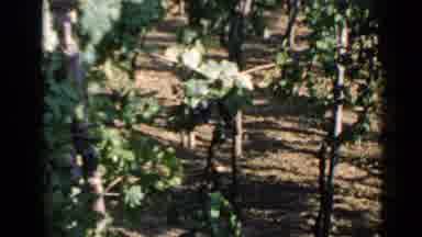 Rome Italy (1960): Large Clusters Of Purple Grapes Hanging From Vines In A Windy