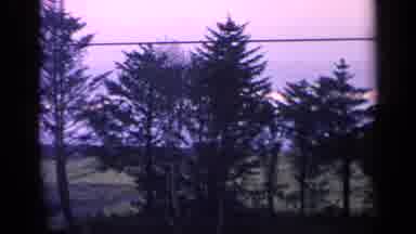 California USA-1963: Pine Trees Silhouetted Against Blue Sky With Telephone Wire