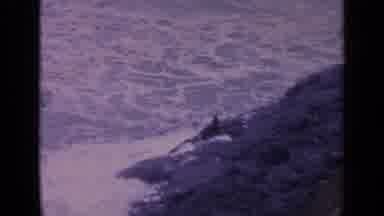 California USA (1963): Waves Crash Onto Rocky Shoreline As Sea Lions Approach