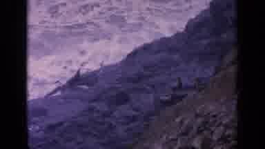 California USA (1963): Seal On Rock