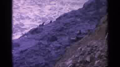 California USA (1963): Sea Lions Sitting On Rocks Near Ocean On A Clear Day