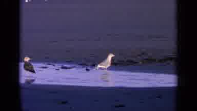 California USA (1963): Sea Gulls On Sandy Beach One Flies Off Towards Waves