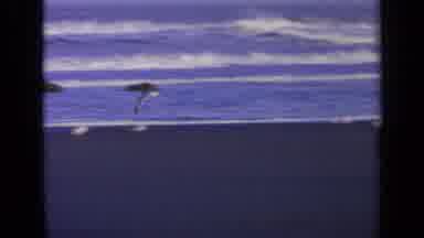 California USA (1963): Seagull Flying Across Sandy Beach